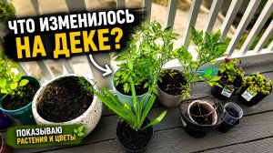КАК ВЫЖИВАЮТ РУССКОЯЗЫЧНЫЕ НА ЗАГНИВАЮЩЕМ ЗАПАДЕ: Наша дека преображается  Новые растения и цветы