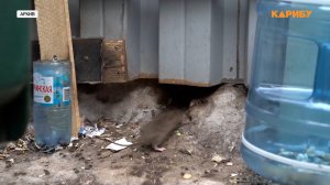 В Магадане продолжается борьба с крысами