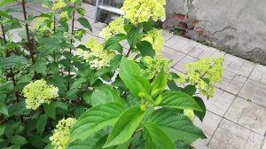 Дом, огород, все вам показала😃😃😃