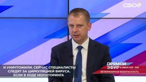 На Ставрополье в очагах африканской чумы свиней животных уже изъяли и уничтожили