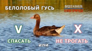 Спасать гуся или не вмешиваться?