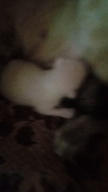 новый котик снежок