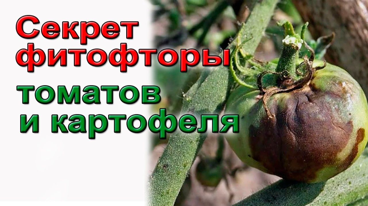 Секрет фитофторы томатов и картофеля