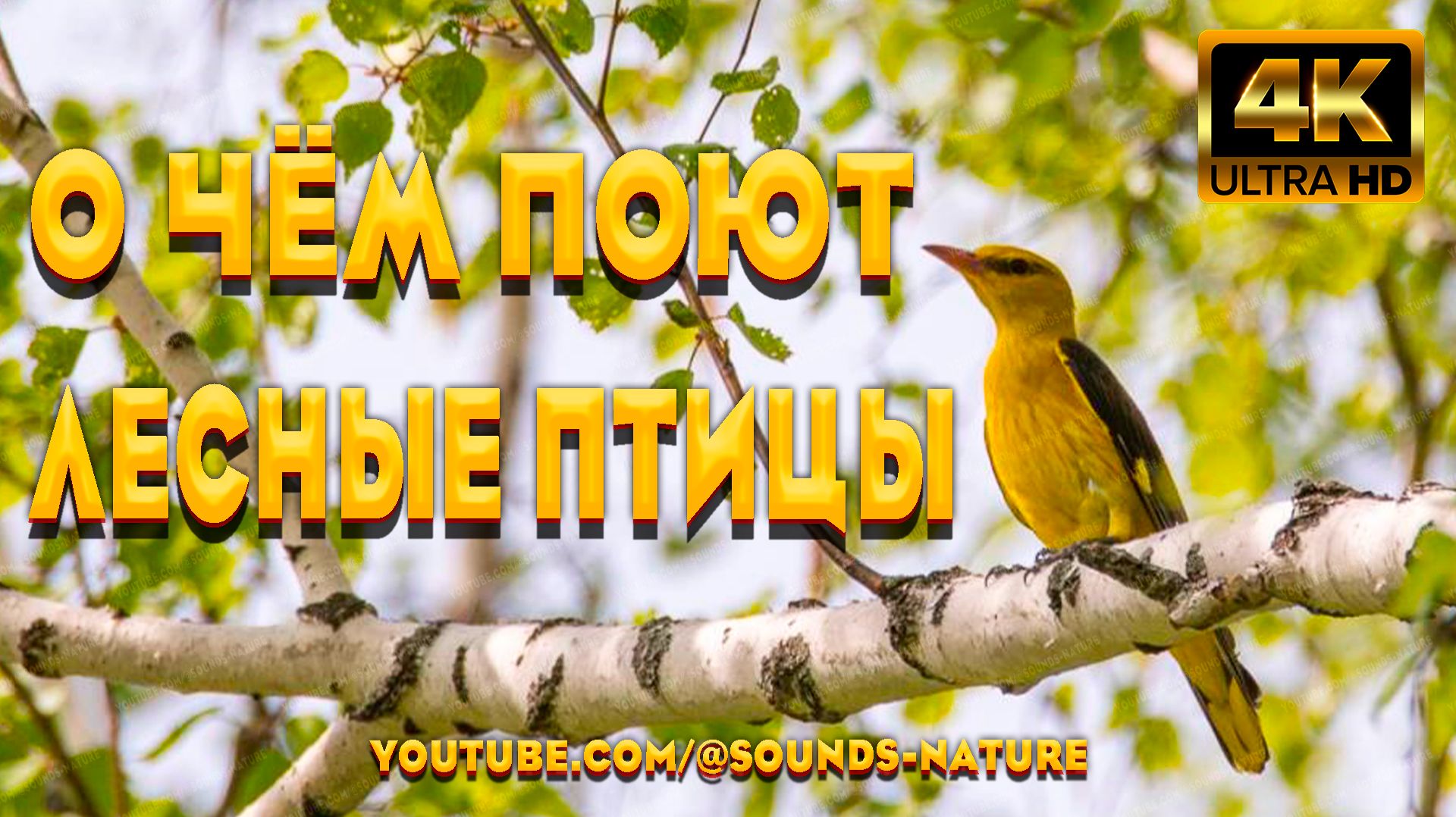 🌿О Чём Поют Лесные Птицы На Рассвете🕊️ Целительные Мелодии Природы Для Вашего Отличного Настроения