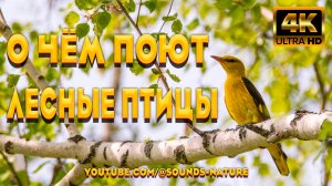 🌿О Чём Поют Лесные Птицы На Рассвете🕊️ Целительные Мелодии Природы Для Вашего Отличного Настроения