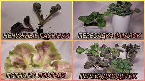 Ненужные пасынки. Пересадка фиалок. Пятна на листьях. Пересадки деток.