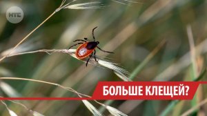 Чаще всего клещи в Иркутской области переносят болезнь Лайма
