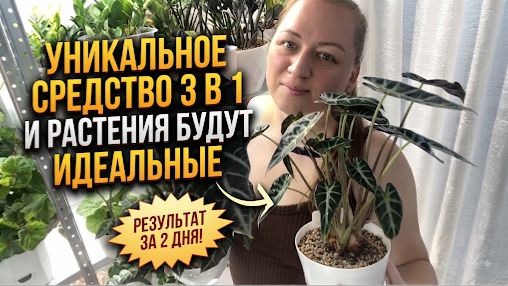 Опрыскиваю так 1 раз в 14 дней и проблем не знаю! Попробуйте!