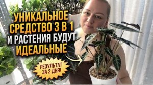 Опрыскиваю так 1 раз в 14 дней и проблем не знаю! Попробуйте!