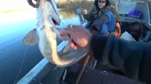 рекордный улов.жор рыбы с лодки