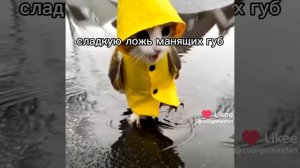 сора