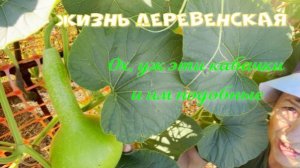 Работа на работу наползает. Жизнь деревенская.