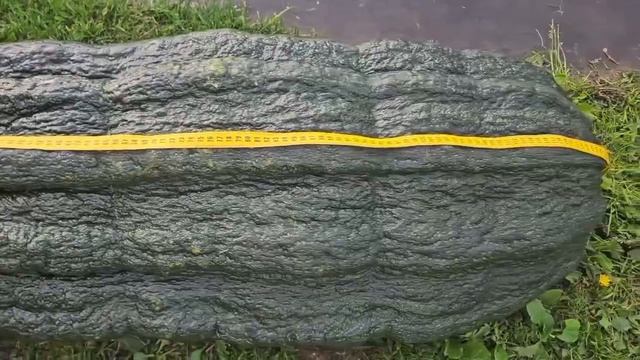 Рекордный кабачок