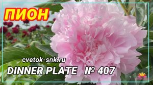 ПИОН «DINNER PLATE»/Сад Ворошиловой