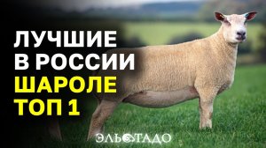 Лучшие в России племенные бараны Шароле ТОП 1! Разведение овец, как бизнес! Животноводство!