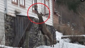 Каждое утро в окно женщины стучит олень. Причина растопит ваше сердце!