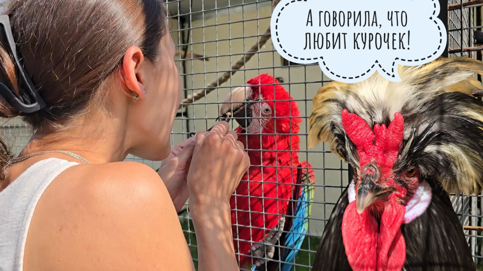 Маша нашла птичек своей мечты в парке "Воробьи". Посмотрели на попугаев, курочек, страусов и козлов