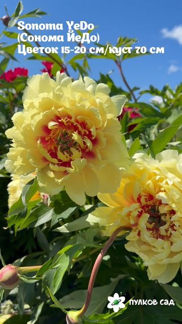 Sonoma Yedo Peony. Сонома Йедо пион. Пулков сад