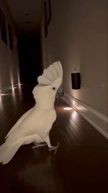 Музыка