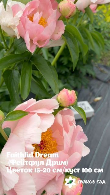 Faithful Dream Peony. Фейтфул Дрим пион. Пулков сад
