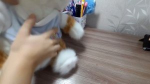 Обзор на моих мягких- игрушечных котиков🐈.+ бонус в конце😉.