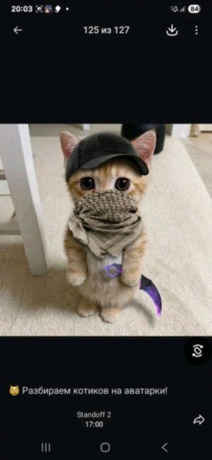 кошка
