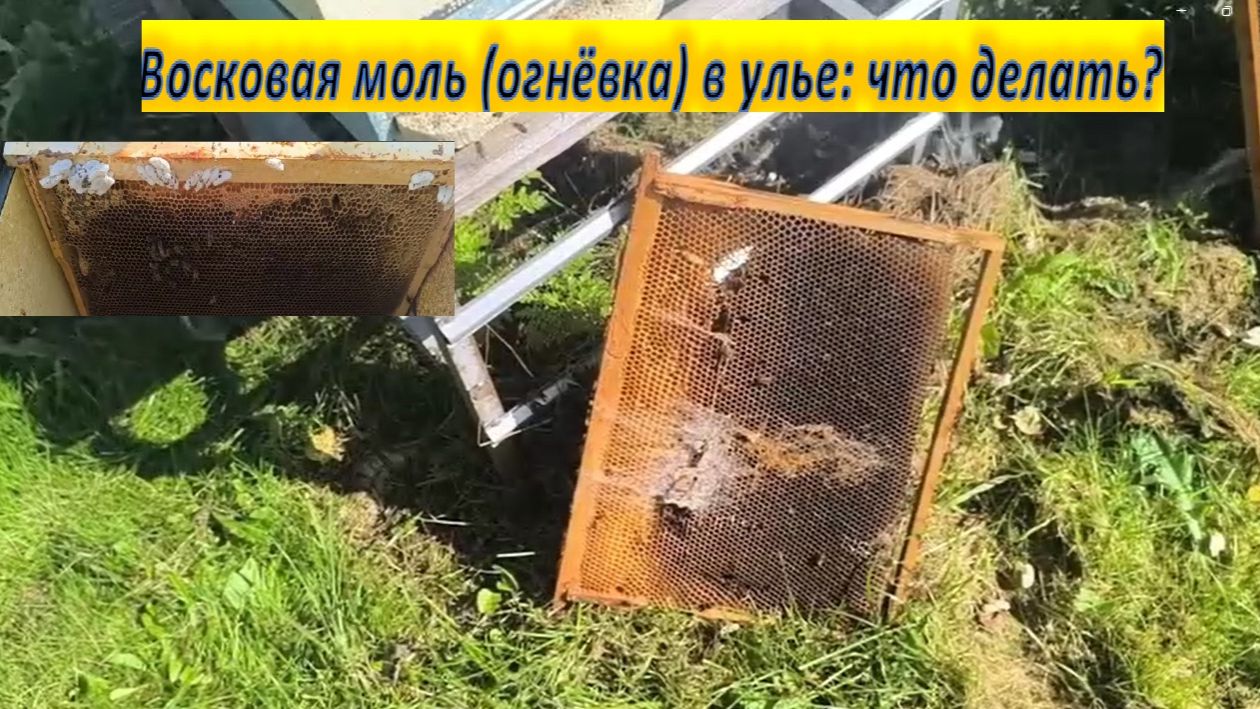 Восковая моль (огнёвка) в улье: что делать?  Опасная гостья в улье. Пчелы и огневка спасаем улей.
