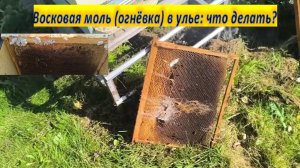 Восковая моль (огнёвка) в улье: что делать?  Опасная гостья в улье. Пчелы и огневка спасаем улей.