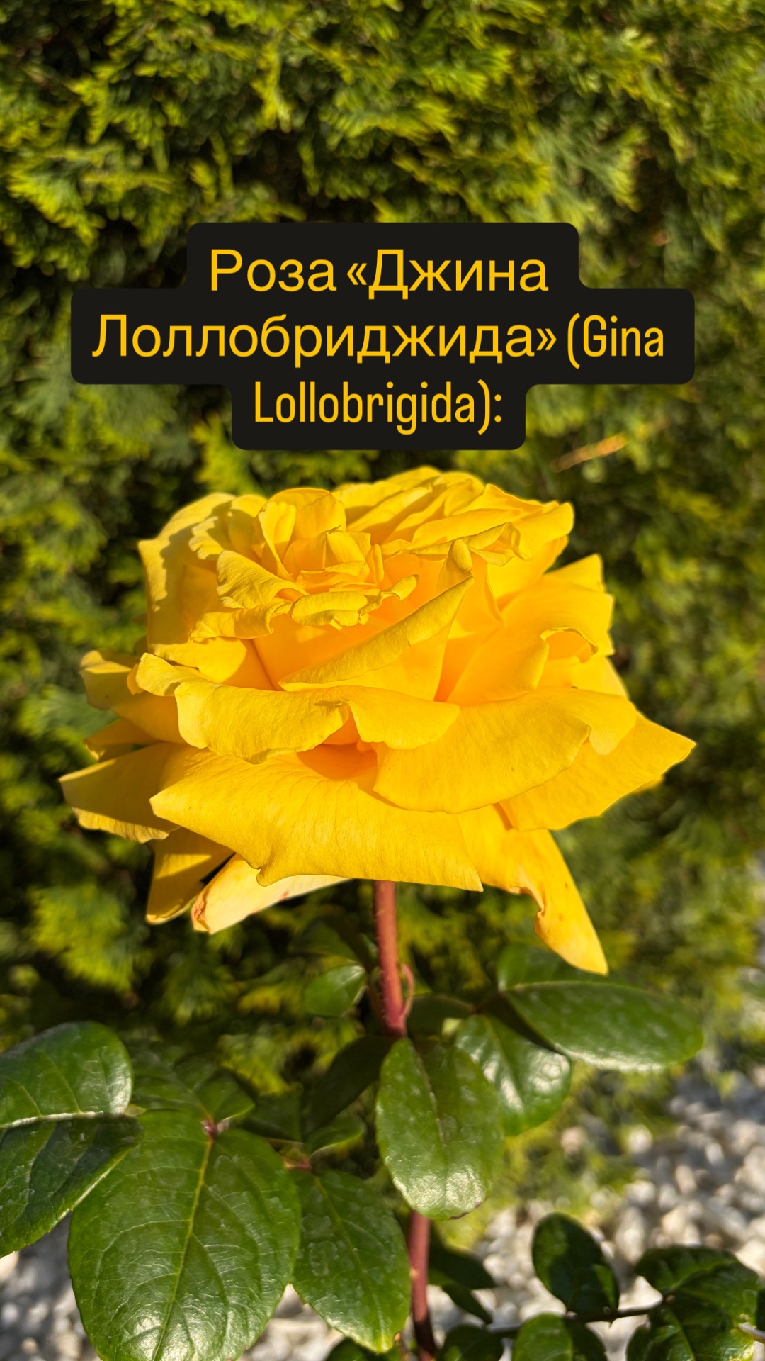Роза «Джина Лоллобриджида»Gina Lollobrigida первый отзыв о сорте в первый год посадки в Севастополе