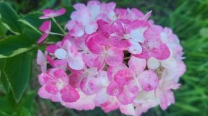 ГОРТЕНЗИЯ меняет цвет.🌸🌸🌸