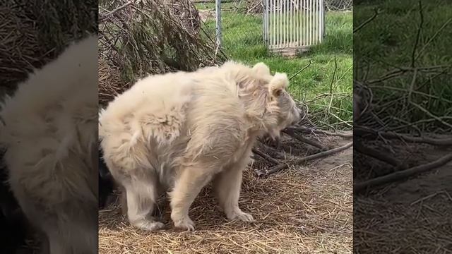 из спячки