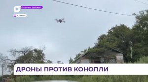 Крупные заросли конопли ликвидировали полицейские с помощью БПЛА на острове Попова