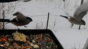 Снегириные догонялки!