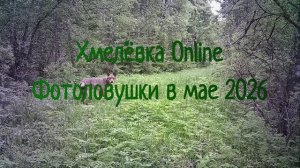 Фотоловушки в мае 2026, #волк #лиса #бобр #барсук