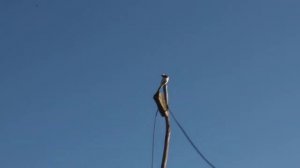 Трясогузка белая поет