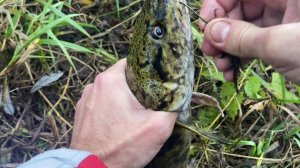 Космическая рыбалка на налима на малой реке ЛОВЛЯ НАЛИМА НА ДОНКИ