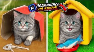Спасение и пристройство маленького кота | Секретная комната для кошек