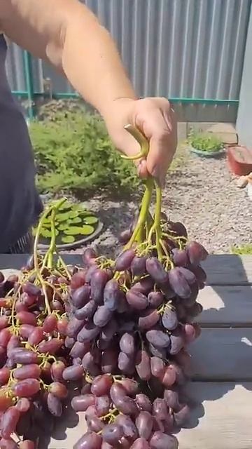 Столовый виноград Цитадель, начало августа 2026 года 🍇Светлана Красохина