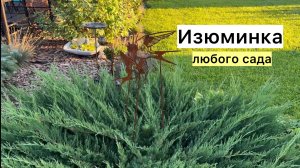 Декор в моём саду! Компаньоны для растений!