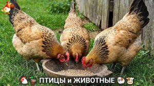 Сельские мотивы 🐏🐓🐇 Видео для души и радости 🌞 (69)