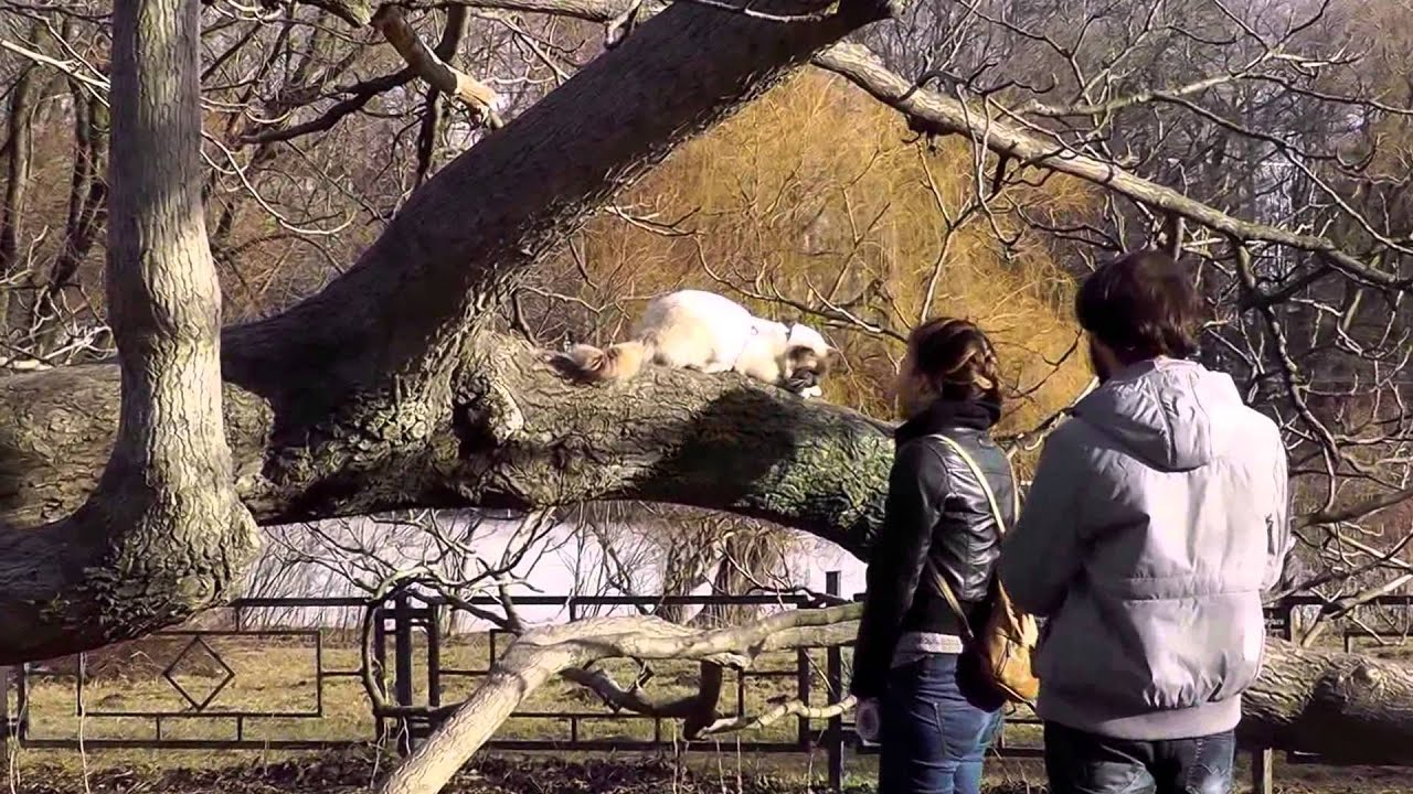 SAFARI-тайм (лето близко!). Альф Блю Айз - Священная бирма