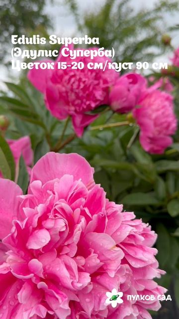 Edulis Superba Peony. Эдулис Суперба пион. Пулков сад