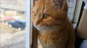 Кошкино счастье