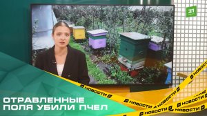 Отравленные поля убили пчел. Россельхознадзор нашел превышение количества химикатов в новых пробах