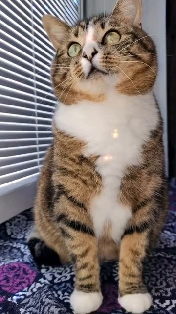 Хвостик щурится и спрашивает: «А кто у нас такой хороший? Ну, отвечай!» 😼🐾💖