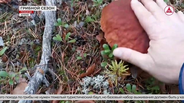 Грибной сезон