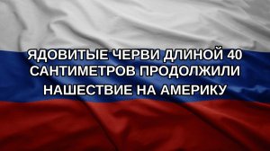 Ядовитые черви длиной 40 сантиметров продолжили нашествие на Америку