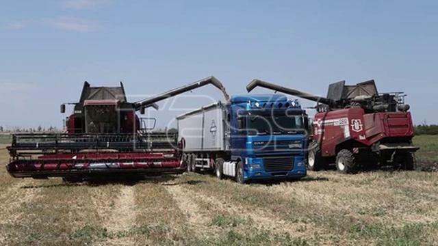 Уборка пшеницы в ДНР