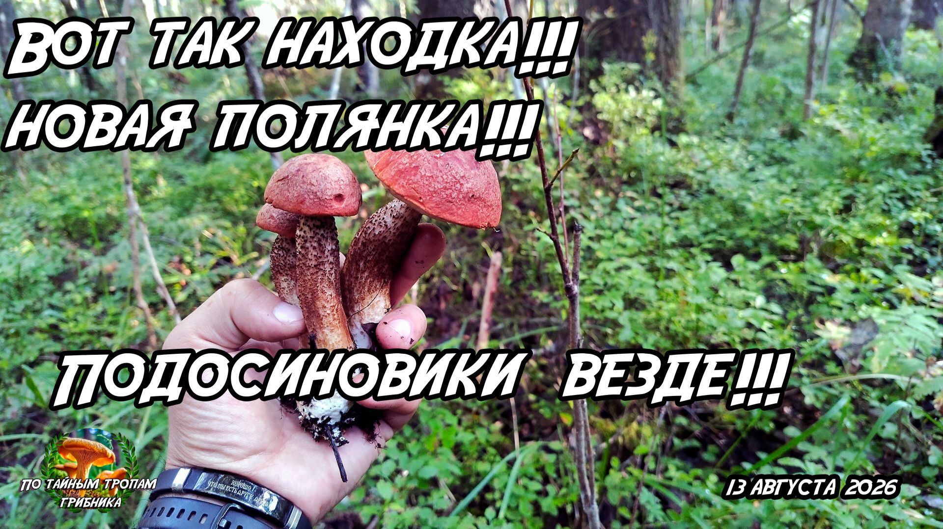 Вот так находка! Новая полянка! Подосиновики везде! 13.08.26