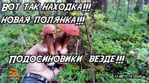 Вот так находка! Новая полянка! Подосиновики везде! 13.08.26